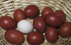 Marans uova di Pratella